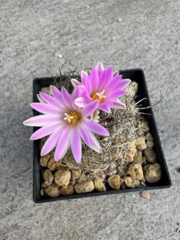 Turbinicarpus lausseri